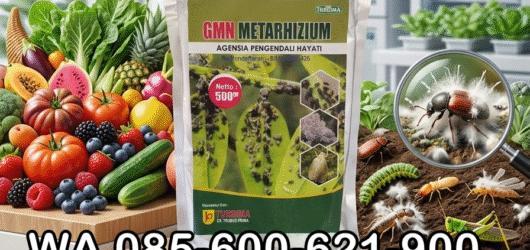 SUBUR.085-600-621-900, Grosir obat hama siput Pringsewu, Jual obat hama ulat Lampung Timur, Harga obat hama wereng Lampung Selatan