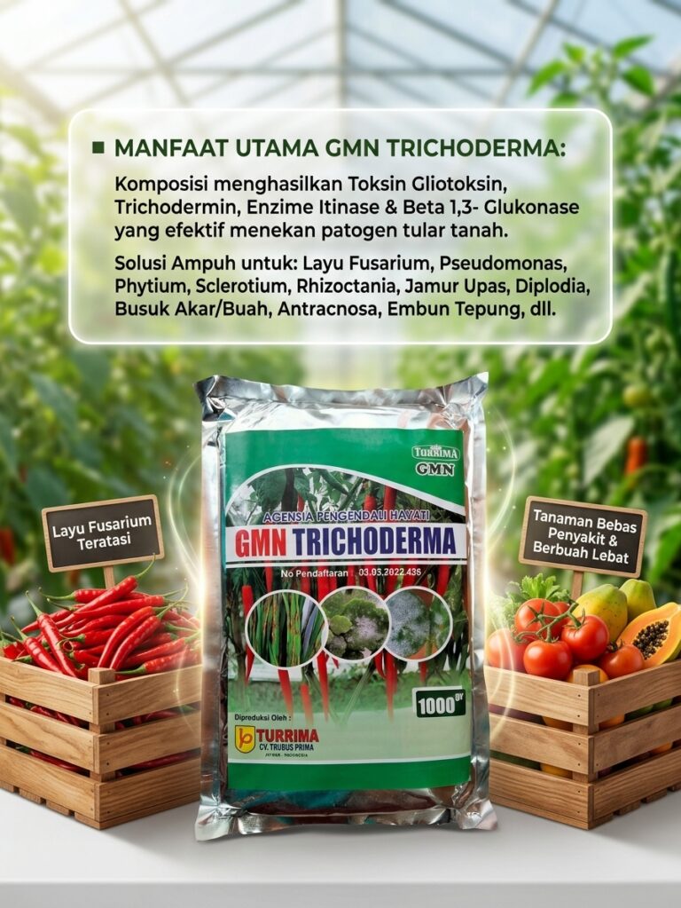 PROMO. 085-600-621-900, Jual obat busuk batang cabe paling ampuh Banyuwangi, Harga obat busuk batang cabe Jember, Agen obat busuk batang pada jagung Malang