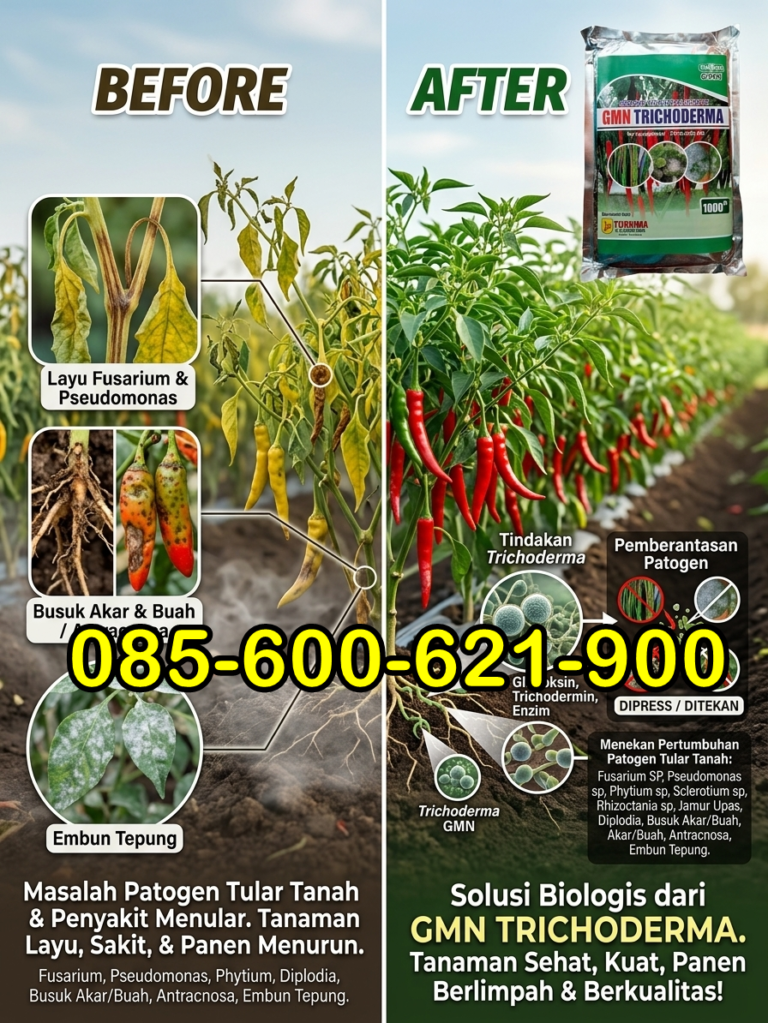 SUBUR.085-600-621-900, Pusat obat busuk batang terong Ponorogo, Jual obat busuk batang cabe paling ampuh Banyuwangi, Harga obat busuk batang cabe Jember,