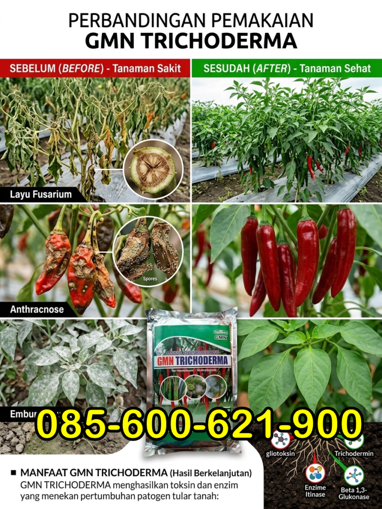AMANAH.085-600-621-900, Supplier obat busuk batang pohon durian Lumajang, Toko obat busuk batang tomat Trenggalek, Pusat obat busuk batang terong Ponorogo
