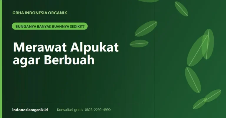 Cara Merawat Alpukat agar Berbuah: Bunganya Banyak, Kenapa Buahnya Sedikit?