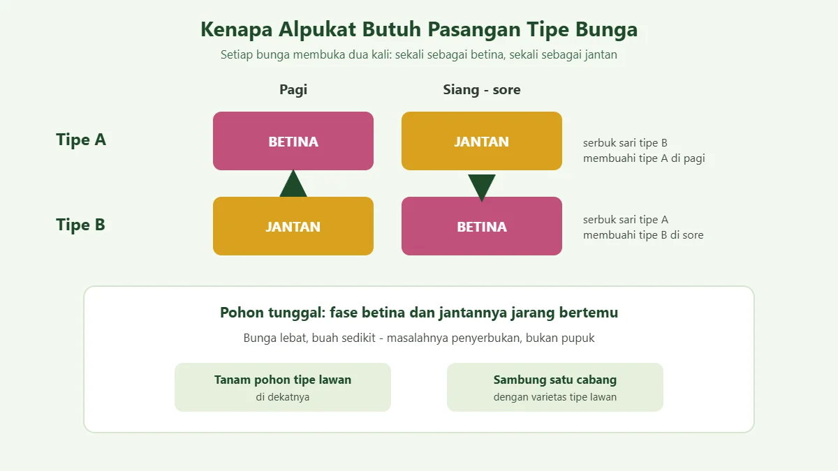 Diagram bunga alpukat tipe A dan tipe B yang membuka sebagai betina dan jantan pada waktu berbeda