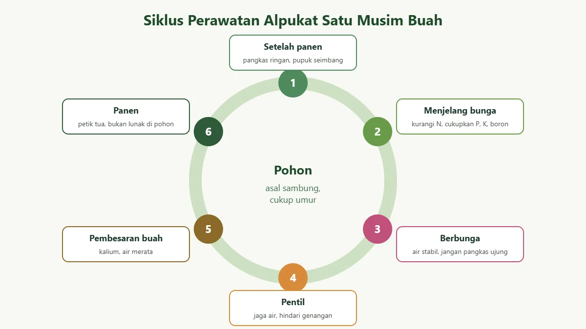 Siklus perawatan alpukat satu musim buah dari setelah panen sampai panen berikutnya