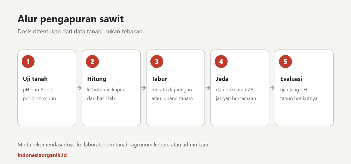 Alur pengapuran kebun sawit dengan dolomit