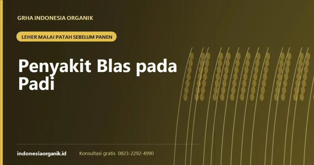 Banner artikel penyakit blas pada padi