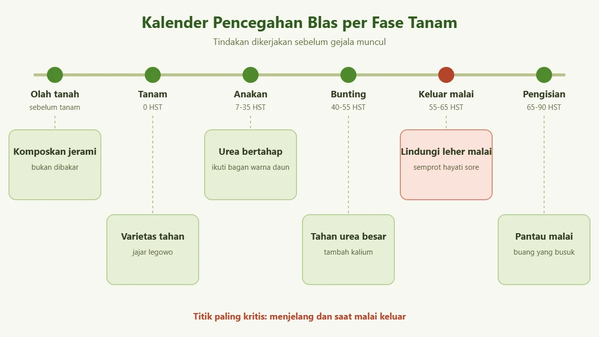Kalender pencegahan penyakit blas padi per fase tanam