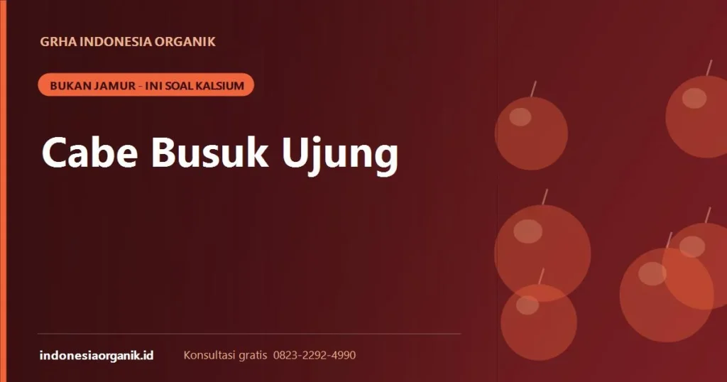 Banner artikel cabe busuk ujung kekurangan kalsium