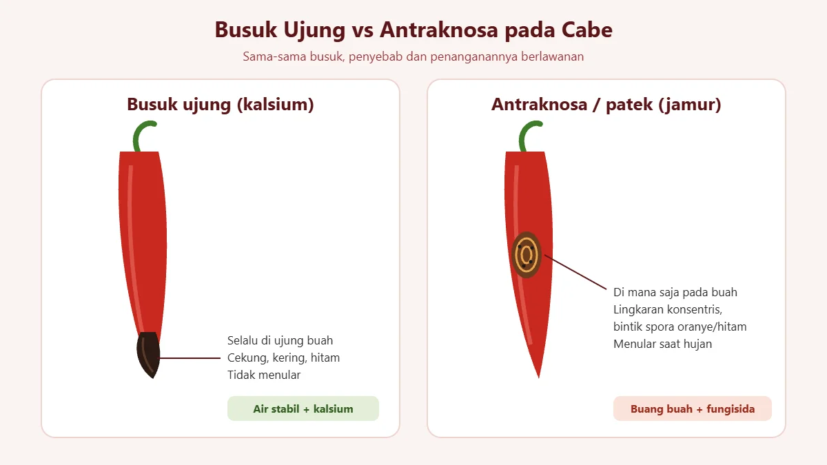 Perbandingan cabe busuk ujung karena kekurangan kalsium dan antraknosa karena jamur
