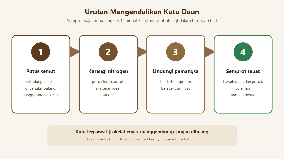 Urutan empat langkah pengendalian kutu daun