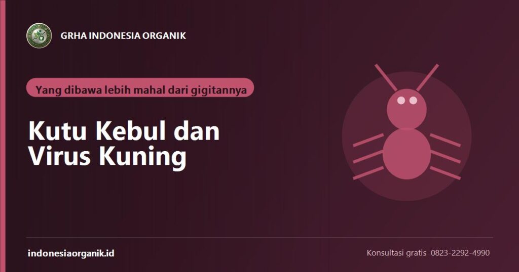 Banner artikel kutu kebul dan virus kuning pada cabe
