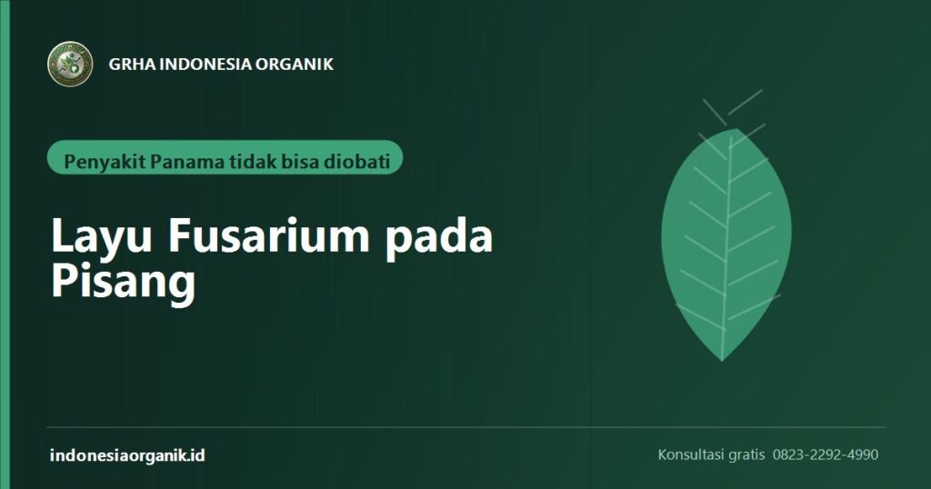Banner artikel layu fusarium pada pisang