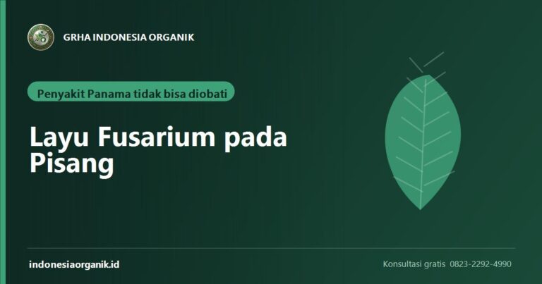 Layu Fusarium pada Pisang: Kenapa Penyakit Panama Tidak Bisa Diobati