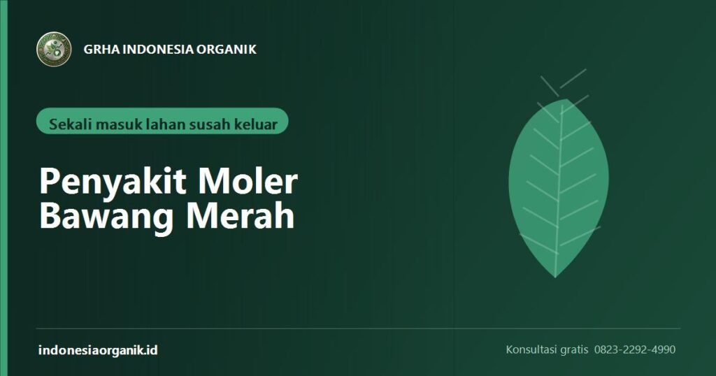 Banner artikel penyakit moler pada bawang merah