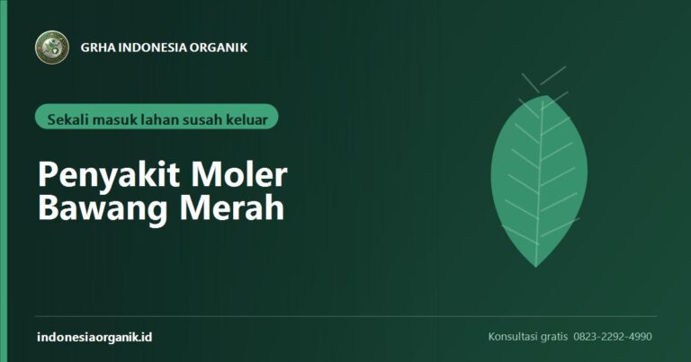 Penyakit Moler pada Bawang Merah: Layu Fusarium dan Cara Menahannya