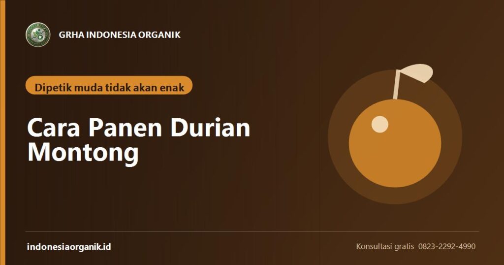 Banner artikel tanda matang dan waktu petik durian montong dari Grha Indonesia Organik