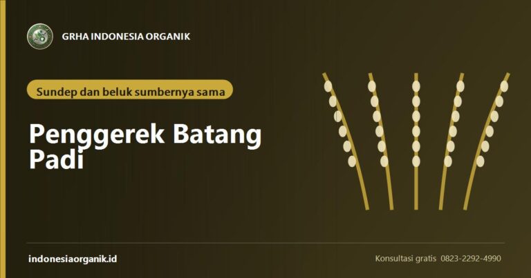 Penggerek Batang Padi: Sundep dan Beluk Berasal dari Hama yang Sama