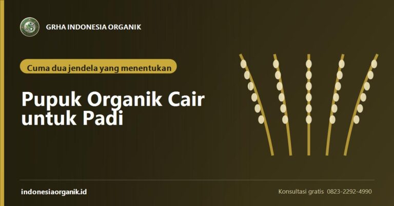 Pupuk Organik Cair untuk Padi: Waktu Aplikasi dan Cara Hitung Kebutuhan