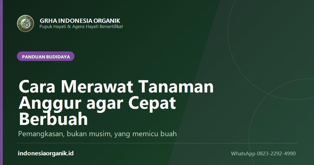 Sampul panduan cara merawat tanaman anggur agar cepat berbuah di iklim tropis dari Grha Indonesia Organik