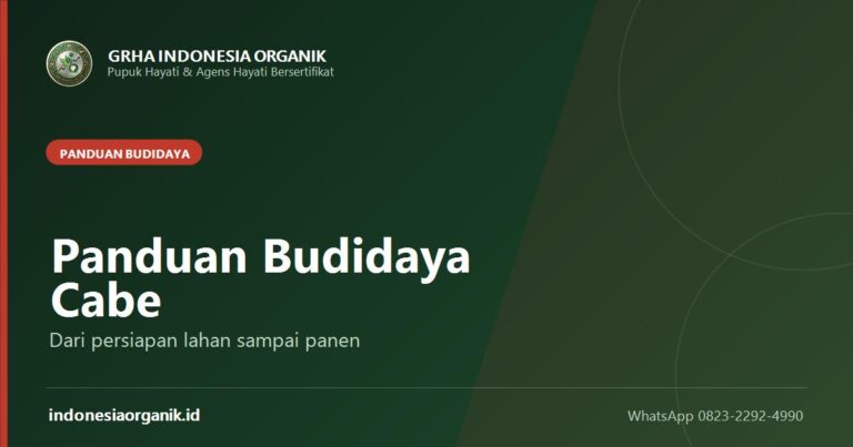 Panduan Budidaya Cabe: Dari Persiapan Lahan sampai Panen