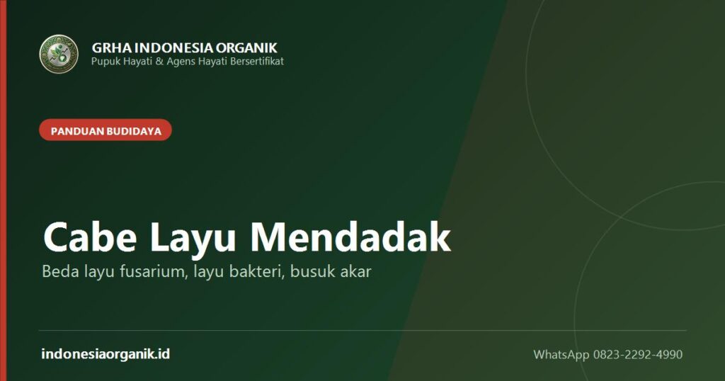 Sampul panduan membedakan layu fusarium, layu bakteri, dan busuk akar pada cabe dari Grha Indonesia Organik