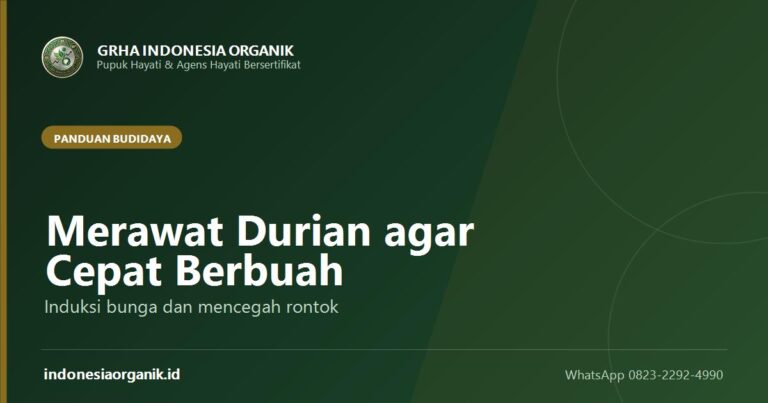 Cara Merawat Durian agar Cepat Berbuah dan Tidak Rontok