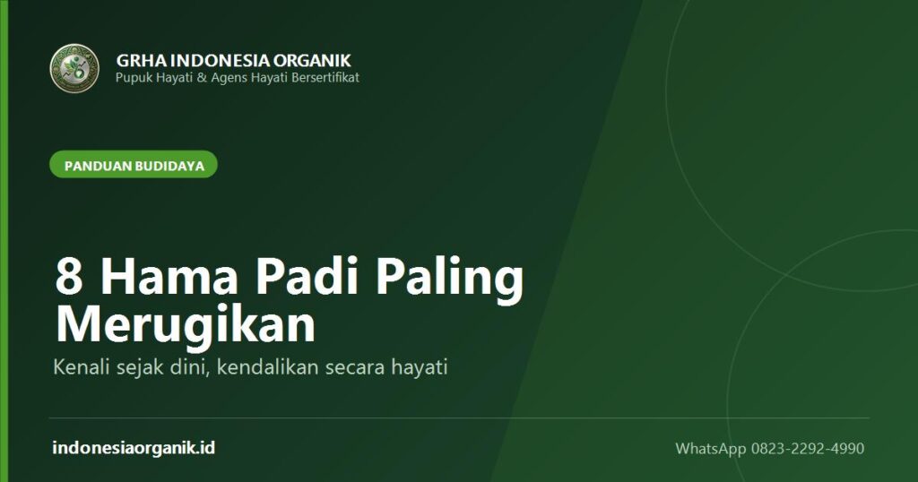 Sampul panduan delapan hama padi paling merugikan dan cara pengendalian hayatinya dari Grha Indonesia Organik