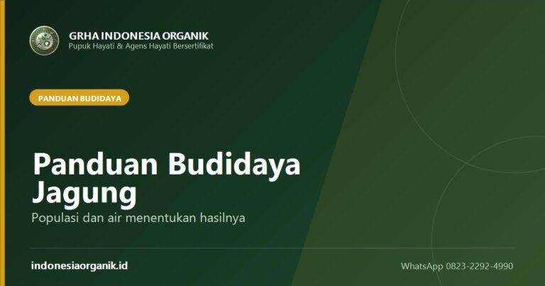 Panduan Budidaya Jagung: Dari Olah Tanah sampai Panen