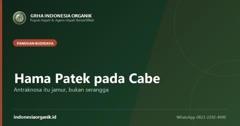 Hama Patek pada Cabe: Kenali Antraknosa dan Cara Mengendalikannya