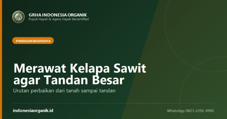 Cara Merawat Kelapa Sawit agar Tandan Besar dan Lebat