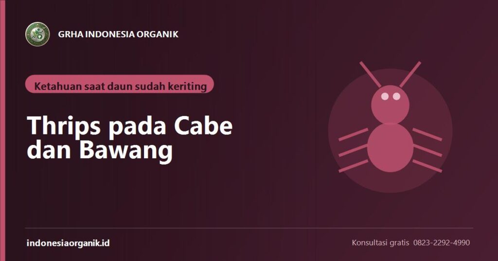 Banner artikel thrips pada cabe dan bawang