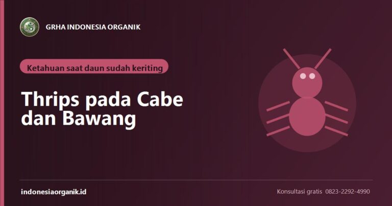 Thrips pada Cabe dan Bawang: Cara Memeriksa Sebelum Daun Keriting
