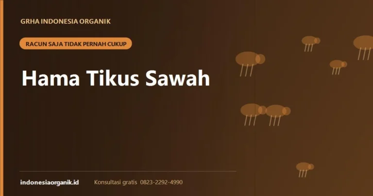 Hama Tikus Sawah: Kenapa Pengendalian Harus Dimulai Sebelum Tanam