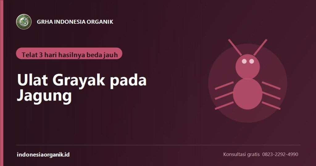 Banner artikel ulat grayak pada jagung