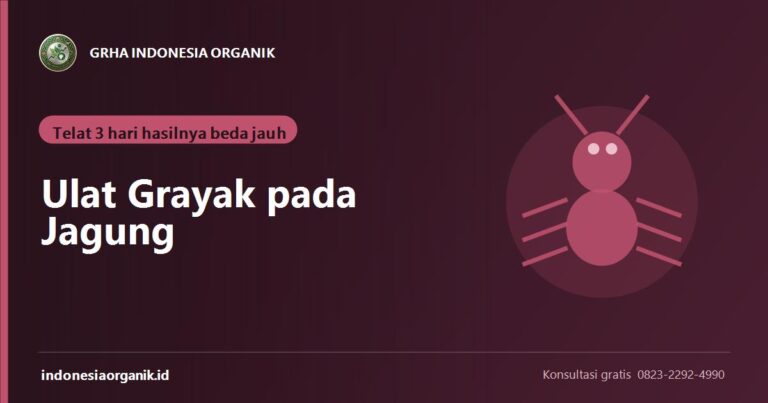 Ulat Grayak pada Jagung: Siklus, Ambang Kendali, dan Agens Hayati