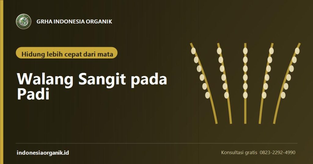 Banner artikel mengenali dan mengendalikan walang sangit pada padi dari Grha Indonesia Organik