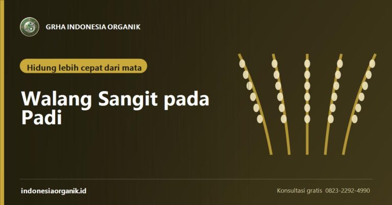 Walang Sangit: Kenali Baunya Sebelum Bulir Terlanjur Hampa