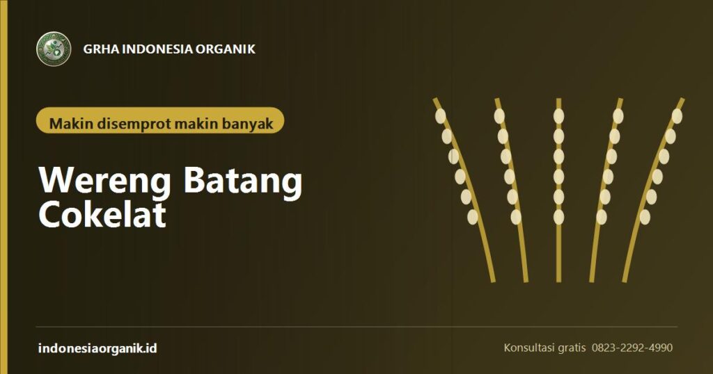 Banner artikel mengenali hopperburn dan mencegah ledakan wereng dari Grha Indonesia Organik